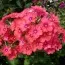 Флокс AE Amos фото