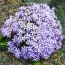 Флокс Oakington Blue Eyes фото