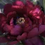 Півонія Black Star фото
