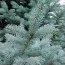 Ялина колюча Glauca Majestic Blue фото