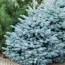 Ялина колюча Super Blue Seedling фото