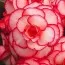 Бегонія Picotee White Red фото