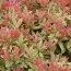 Пієріс Little Heath фото