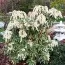 Пієріс Variegata фото