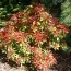 Пієріс Mountain Fire фото
