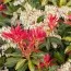 Пієріс Mountain Fire фото