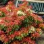 Пієріс Mountain Fire фото
