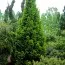 Ялиця біла Pyramidalis фото