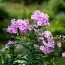 Флокс Pink Hill фото