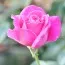 Троянда Pink Peace фото