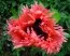 Мак Pink Ruffles фото