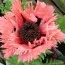 Мак Pink Ruffles фото
