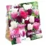 Комбо Тюльпани Pink, White and Purple Blend (Брендові цибулини KAPITEYN®) фото