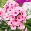 Флокс Famous Pink with Eye фото