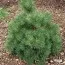 Сосна Sandringham фото