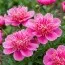 Півонія Anemoniflora 3-5 бруньок фото