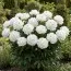 Півонія Boule De Neige фото
