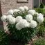 Півонія Boule De Neige фото