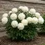 Півонія Bowl of Cream фото
