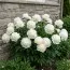 Півонія Bridal Shower фото