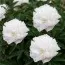 Півонія Camellia White фото