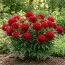 Півонія Christmas Velvet фото