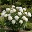 Півонія Duchesse de Nemours фото
