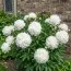 Півонія Duchesse de Nemours фото