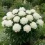 Півонія Duchesse de Nemours Selectie фото