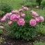 Півонія Edulis Superba 3-5 бруньок фото