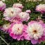 Півонія Embraceable Pink фото