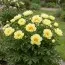 Півонія ITOH Sequestered Sunshine фото