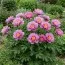Півонія ITOH Yankee Doodle Dandy фото