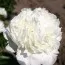 Півонія Marshmallow Puff фото