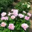 Півонія May Lilac фото