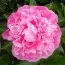 Півонія Pink Diamond фото