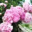 Півонія Pink Parfait фото
