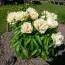 Півонія Sunny Girl 3-5 бруньок фото