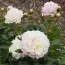 Півонія Victorian Blush фото
