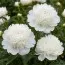 Півонія White Sarah Bernhard фото