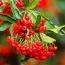 Піраканта Red Cushion фото
