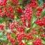 Піраканта Red Cushion фото