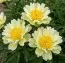 Півонія Green Lotus фото