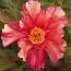 Півонія ITOH Enduring Rainbow фото