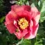 Півонія ITOH Enduring Rainbow фото