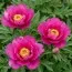 Півонія ITOH Pink Ardour фото