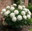 Півонія Kelway's Glorious фото