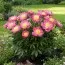 Півонія Patio Peony Kiev фото