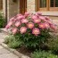 Півонія Patio Peony Kiev фото