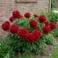 Півонія Red Magic фото